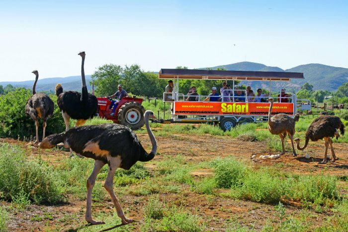 Safari-700x466