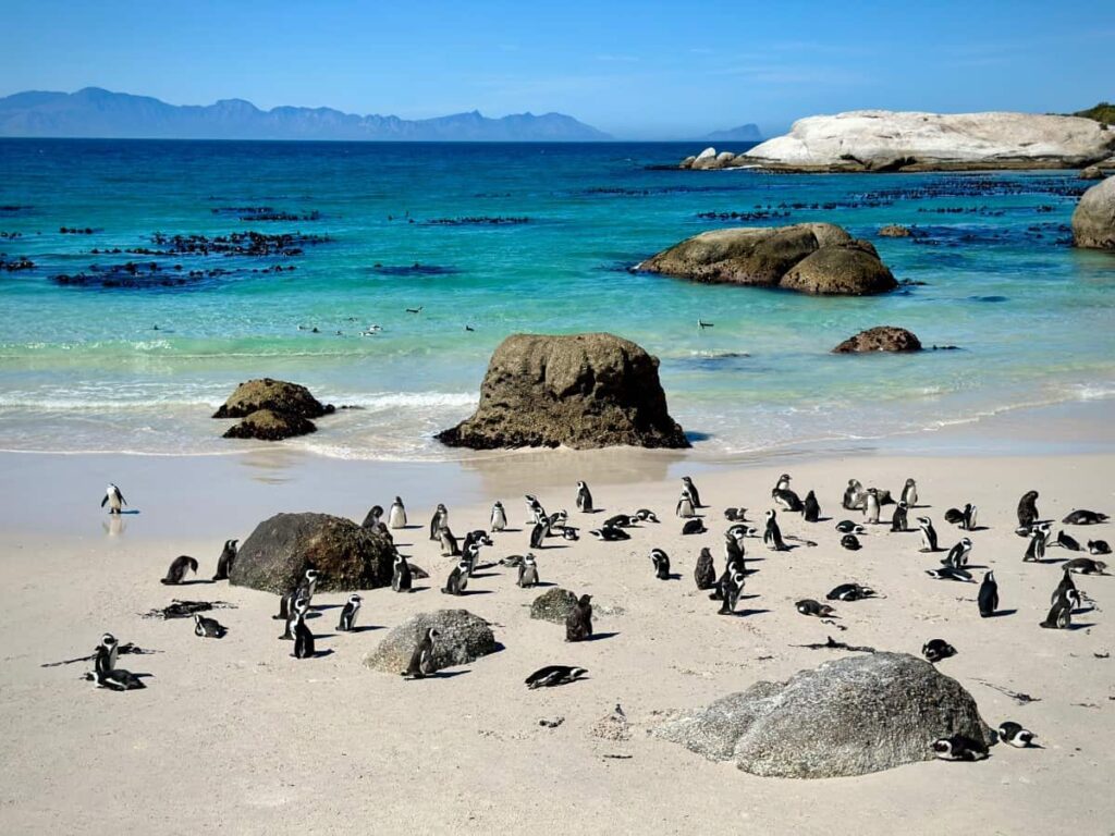 boulders_beach_penguins_IMG_7092