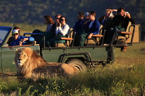 garden-route-game-lodge-game-drive-lion